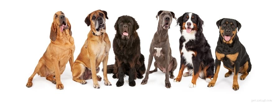 12 bästa hundfoder för stora raser 2022