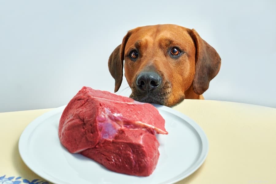 12 migliori alimenti per cani di taglia grande 2022