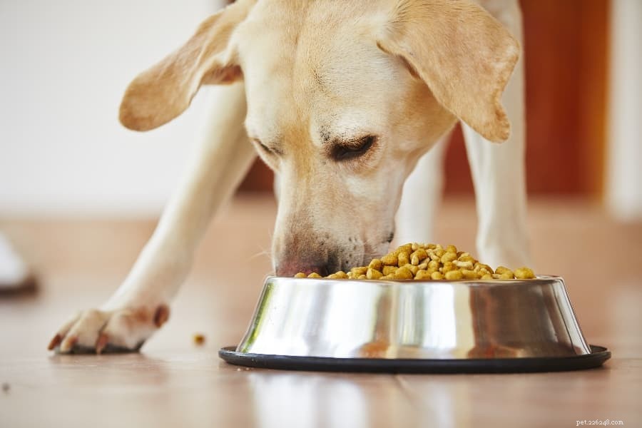 Cibo per cani ad alto contenuto proteico per aiutare il tuo cane a perdere peso