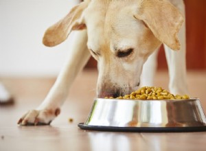 Alimentos ricos em proteínas para cães para ajudar seu cão a perder peso
