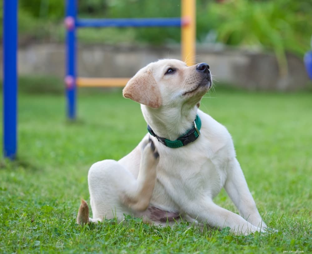 Guia de coleiras de cachorro 2022:como escolher a coleira certa