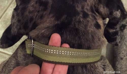 gids voor hondenhalsbanden voor 2022:hoe u de juiste halsband kiest