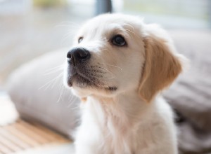Nový kontrolní seznam pro štěně 2022:Vše, co potřebujete pro své nové štěně