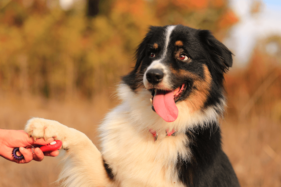 Nový kontrolní seznam pro štěně 2022:Vše, co potřebujete pro své nové štěně