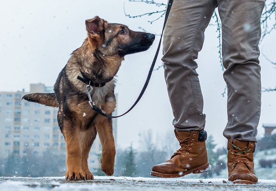 25 tipů na procházky se psem v zimě