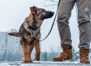 25 tips voor het uitlaten van uw hond in de winter