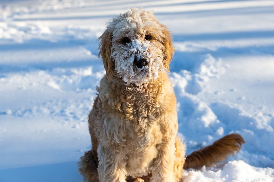 강아지에게 너무 추운 날씨는 얼마입니까?