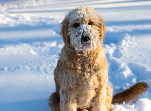 강아지에게 너무 추운 날씨는 얼마입니까?