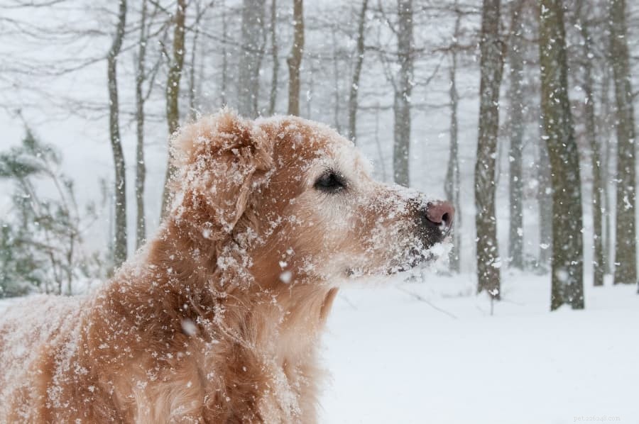 あなたの犬にとって寒すぎるのはどれくらいですか？ 