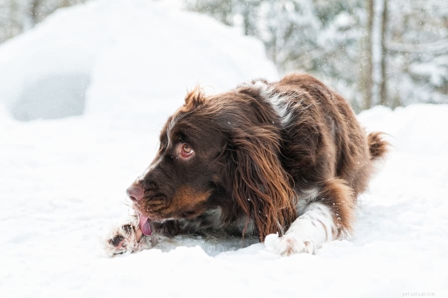 犬の足の凍傷を治療および予防する方法 