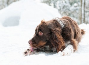 犬の足の凍傷を治療および予防する方法 