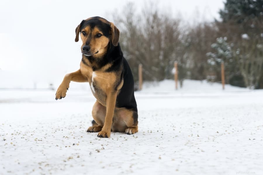 Hur man behandlar och förhindrar köldskador på din hunds tassar