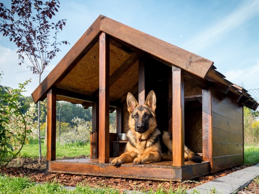 狡猾な犬の親のための8つのDIY犬小屋のアイデア 