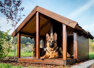 8 doe-het-zelf hondenhuisideeën voor creatieve hondenouders