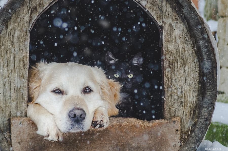 8 DIY nápadů na domečky pro psy pro šikovné rodiče psů