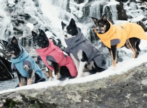 Zimní kabáty pro psy, které pomohou vašemu psovi překonat kanadské zimy