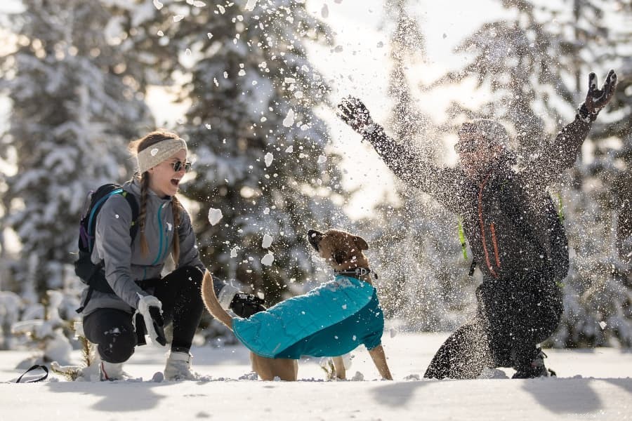 Winterjassen om uw hond door de Canadese winters te helpen
