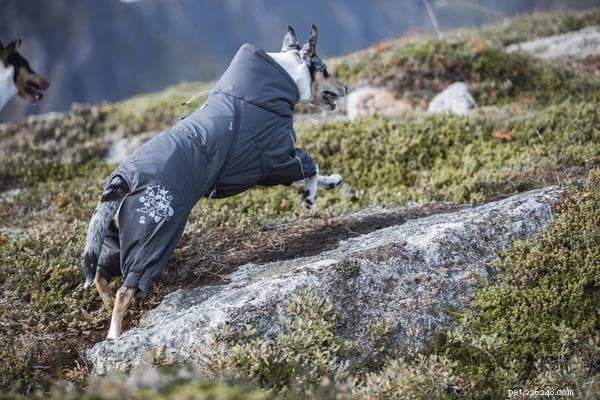 Zimní kabáty pro psy, které pomohou vašemu psovi překonat kanadské zimy