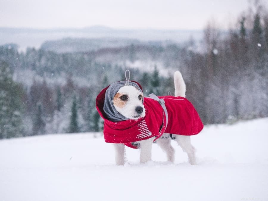 캐나다의 겨울을 견디는 반려견을 위한 겨울용 강아지 코트