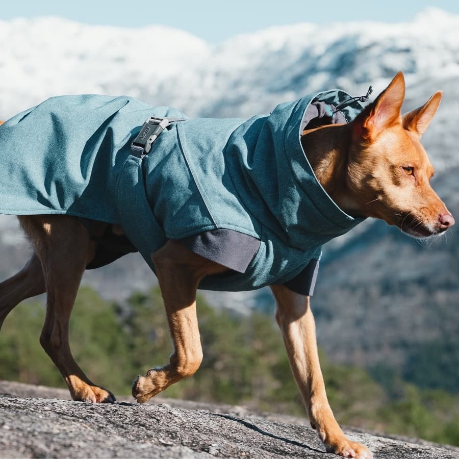 Casacos de inverno para cães para ajudar seu cão nos invernos canadenses