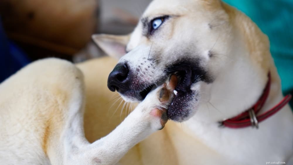 개에게 물린 벌레:벌레 물린 경우 인식, 치료 및 예방