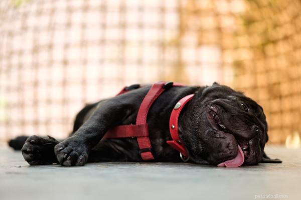 Лучшие охлаждающие жилеты для собак, которые помогут вашей собаке расслабиться
