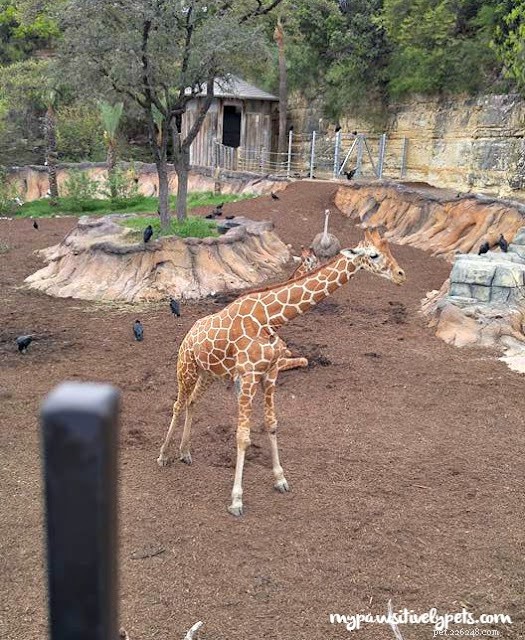 Visite du zoo pendant les vacances de printemps 