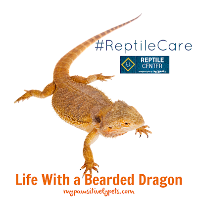 La vie avec un dragon barbu #ReptileCare