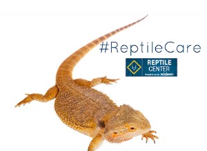 Life With a Bearded Dragon #ReptileCare