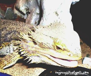 Жизнь с бородатым драконом #ReptileCare
