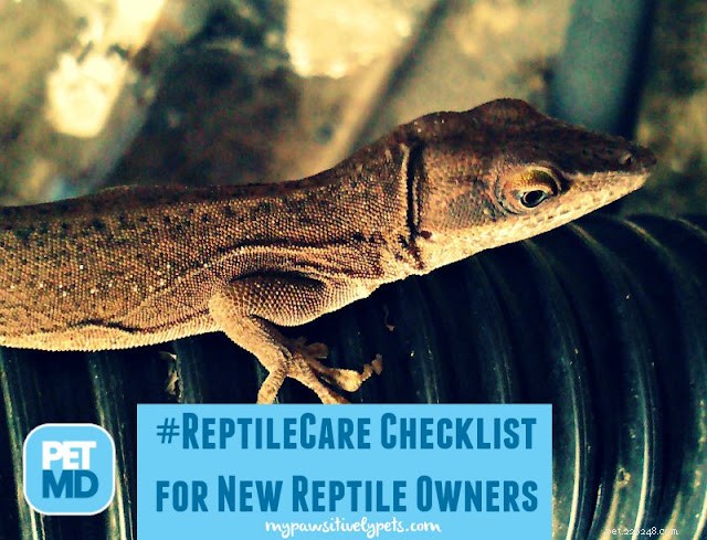 새 파충류 소유자를 위한 #ReptileCare 체크리스트