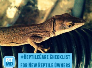 새 파충류 소유자를 위한 #ReptileCare 체크리스트