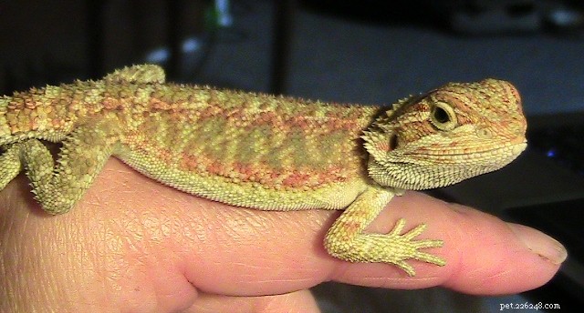 Veckans Pawsome Pet of the Week - Shirley the Bearded Dragon