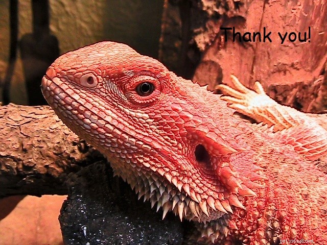 Pawsome Pet of the Week – Shirley the Bearded Dragon