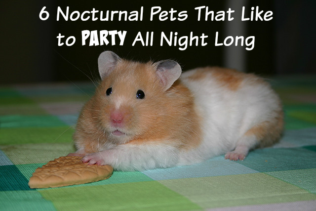 6 nattliga husdjur som gillar att festa hela natten