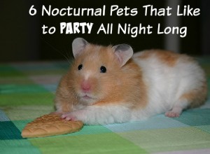 一晩中パーティーをするのが好きな6匹の夜行性ペット 