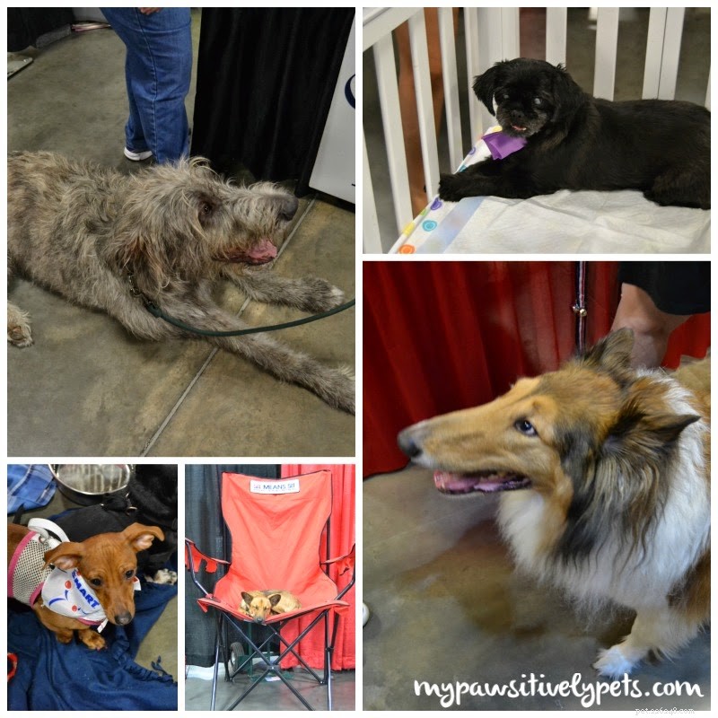 Nossa aventura na Austin Pet Expo | Parte I
