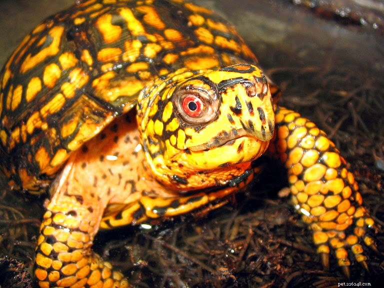 Kan husdjurssköldpaddor bli sjuka?