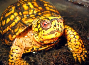 Могут ли домашние черепахи заболеть?