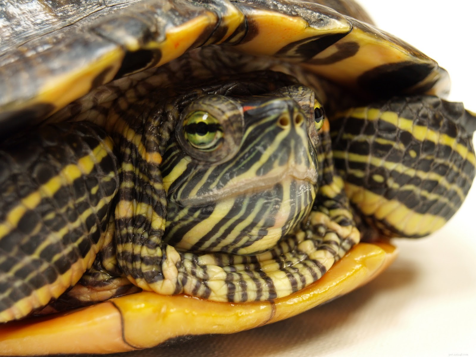 Kan husdjurssköldpaddor bli sjuka?