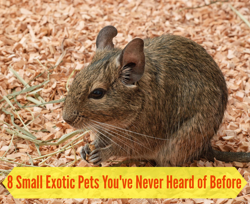 8 små exotiska husdjur som du kanske aldrig har hört talas om förut