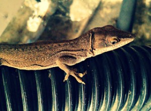 Sobotní Photohunt:Minuscule Lizard