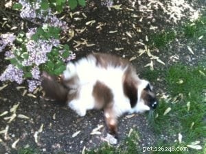 고양이는 흙 속에서 뒹굴기를 좋아합니까?