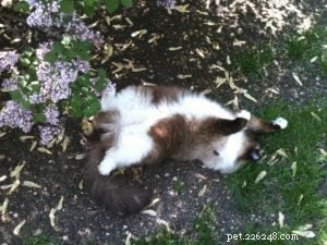 あなたの猫は土の中を転がるのが好きですか？ 