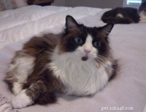ソファでおしっこラグドール猫 