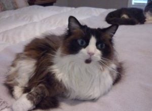 ソファでおしっこラグドール猫 