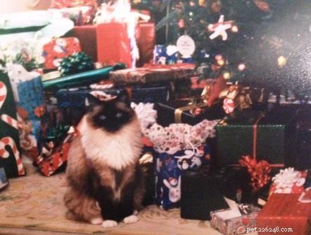 크리스마스 트리를 세울 때 Ragdoll 고양이는 어떻게 행동합니까?