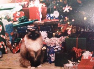 크리스마스 트리를 세울 때 Ragdoll 고양이는 어떻게 행동합니까?