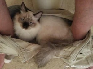 Comportamento do gato Ragdoll:seu gato sobe em suas calças quando você está no banheiro?