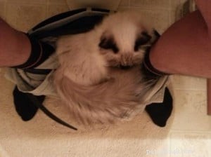 Comportamento del gatto Ragdoll:il tuo gatto si infila nei pantaloni quando sei in bagno?